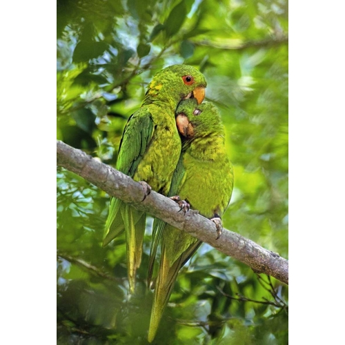Mexico, Tamaulipas Pair of green parakeets preen